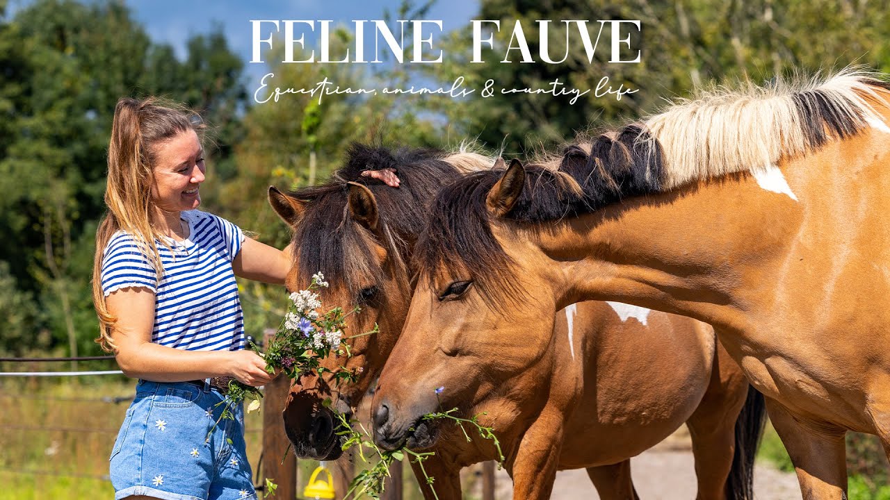 Starting this new adventure as a Dutch horse girl