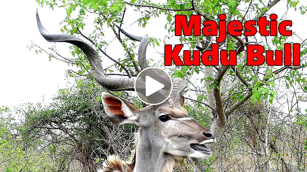 Snack Time for a Majestic Kudu Bull
