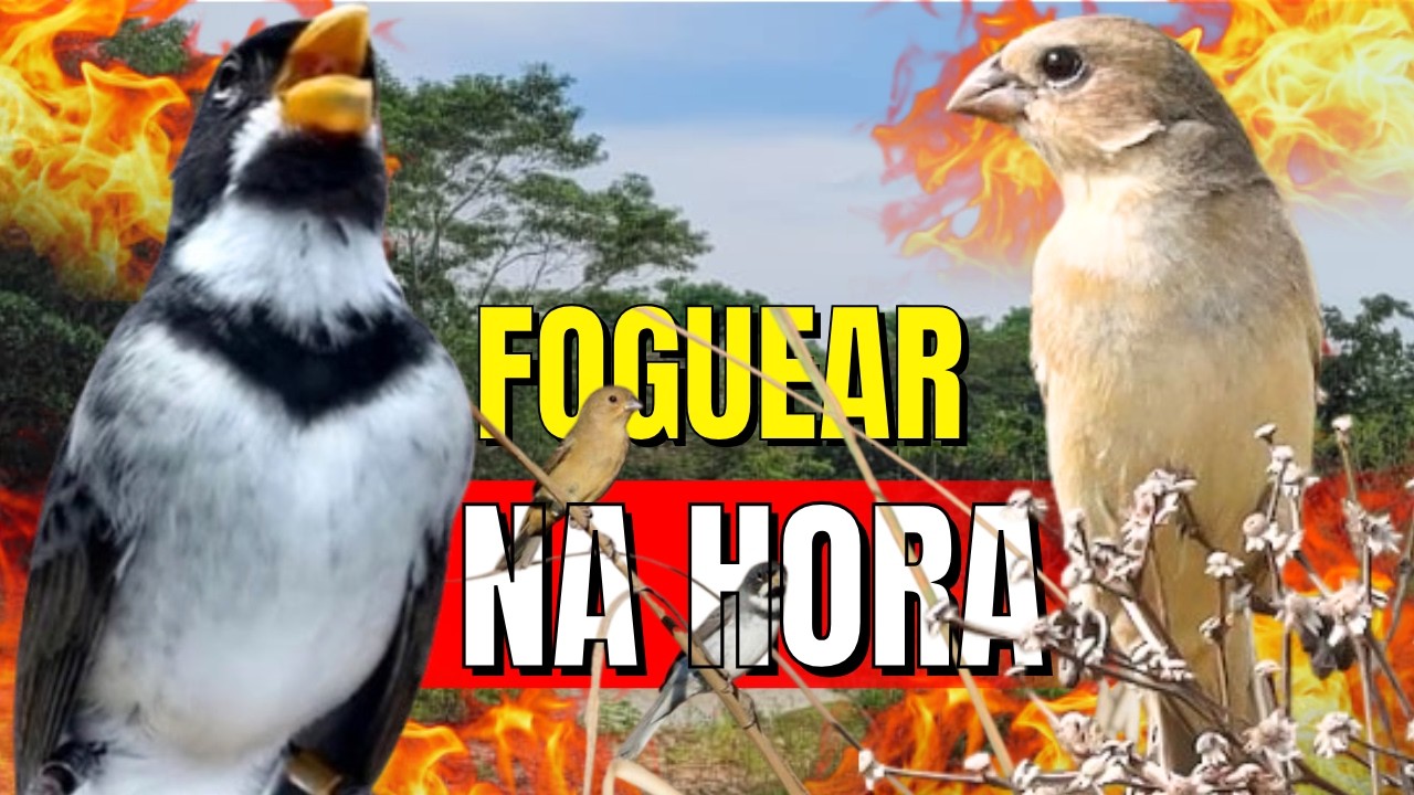 ESQUENTAR COLEIRO TUÍ TUÍ COM COLEIRO TUÍ-TUÍ E FÊMEA CHAMANDO PARA ESQUENTAR COLEIRO TUÍ-TUÍ