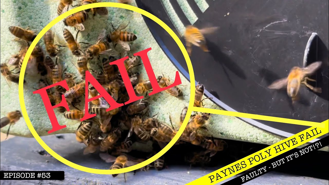 Watch before you Buy a Paynes Poly Hive