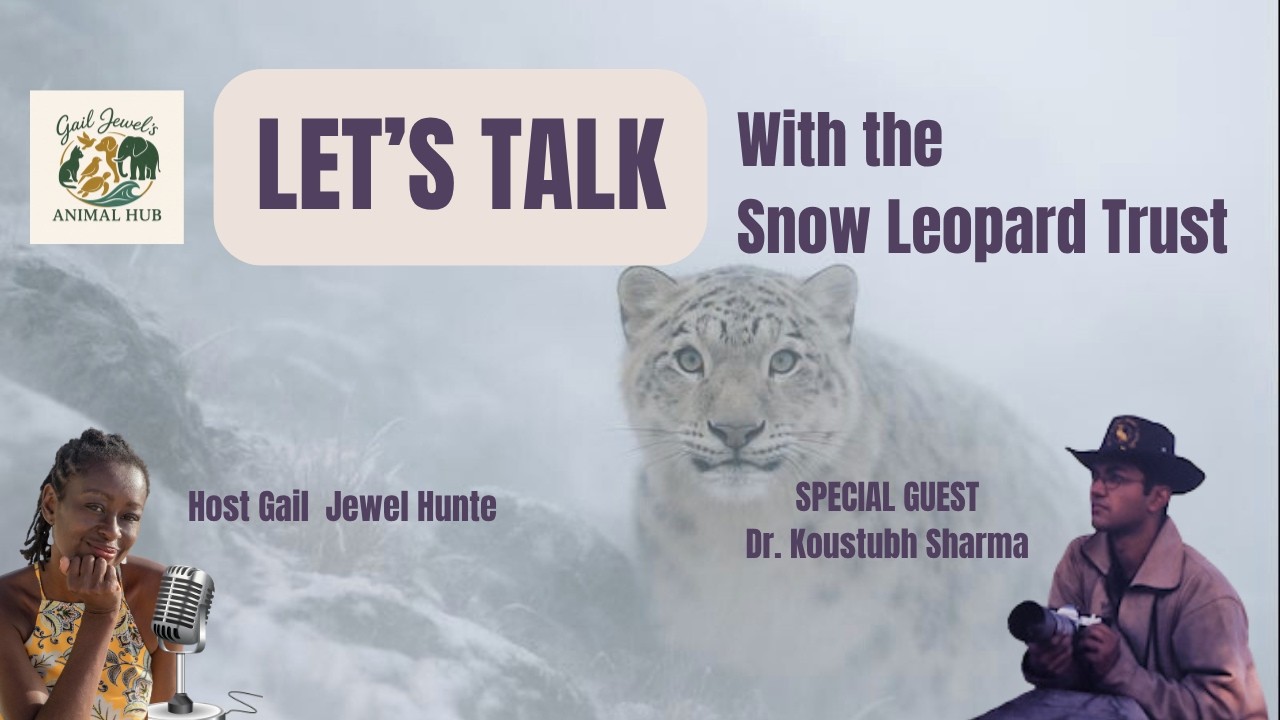 EPISODE 4 - Let’s Talk with the Snow Leopard Trust…Saving One of the World's Rarest Big Cats.