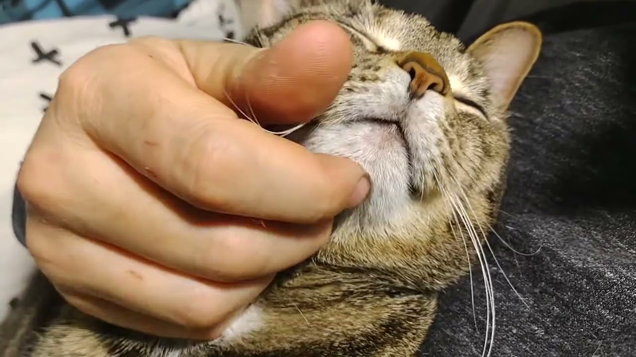 Come and purr