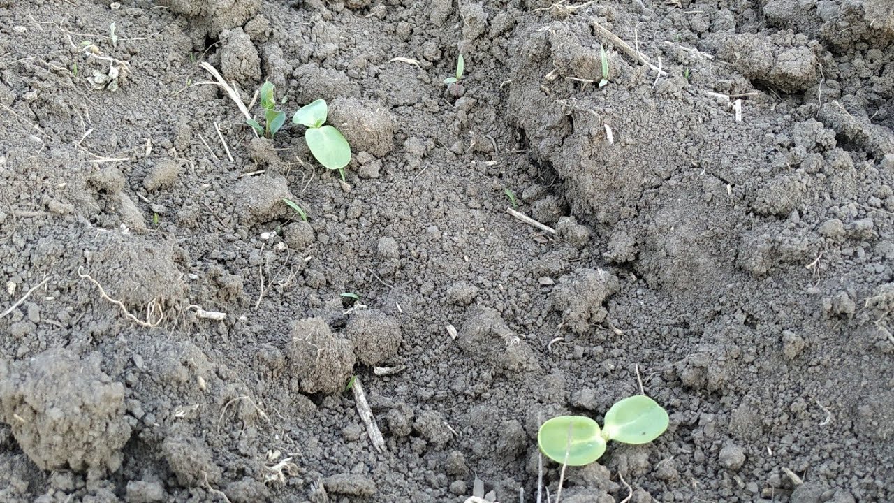 O mica vizită pe la Floarea Soarelui  pe 23.04.2020, hibrid P64LE25