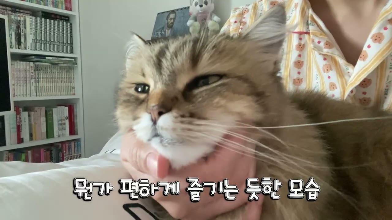 그저 고양이 턱을 긁을 뿐인 영상 CAT VIDEO