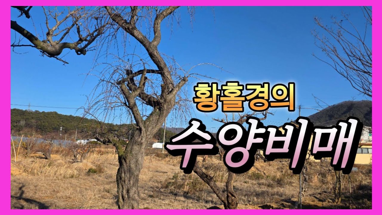1409번 #매화나무 {{{판매중}}} #수양비매 낙수처럼 떨어지는 붉은 매화의 활홍경을 소장하세요/ 판매가격은 더보기란에 #특수목 #정원수판매 #홍매