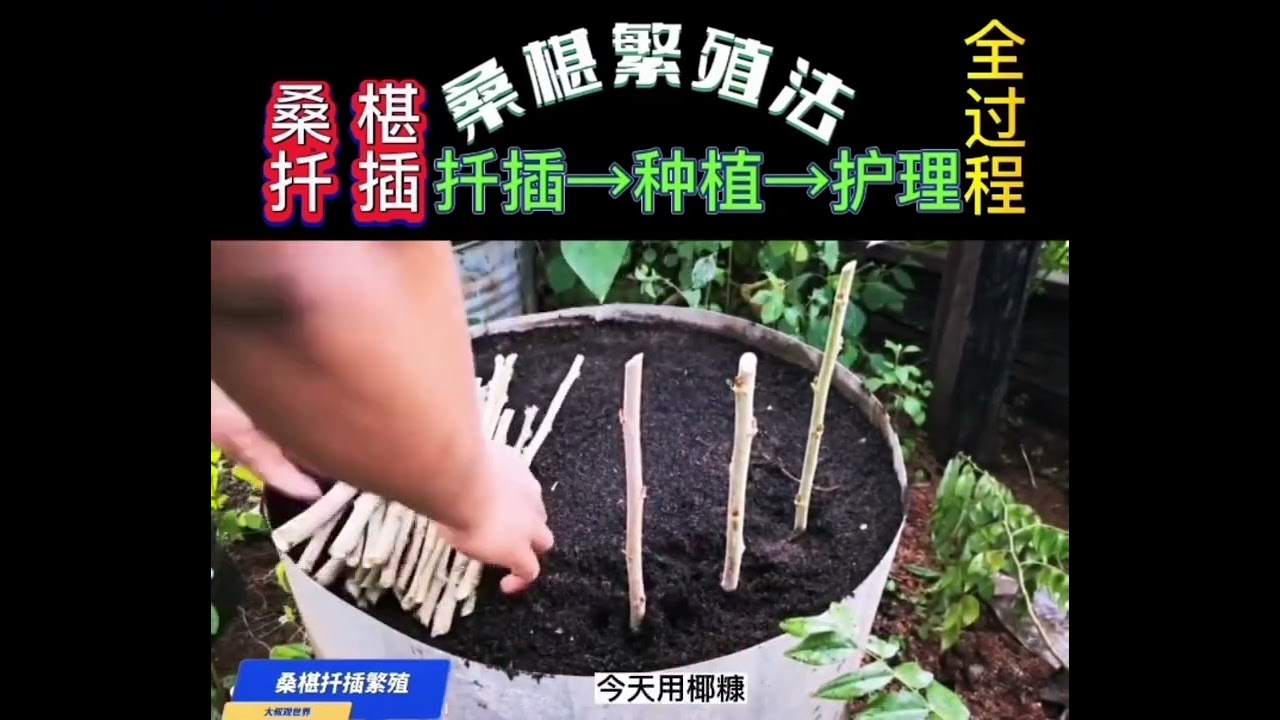 桑椹扦插法，扦插、种植和護理全過程￼