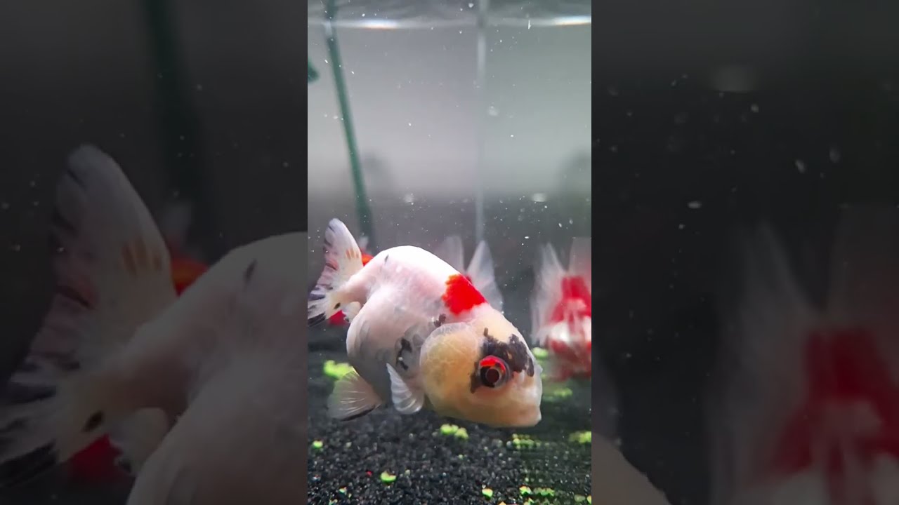 Fancy Fins is live