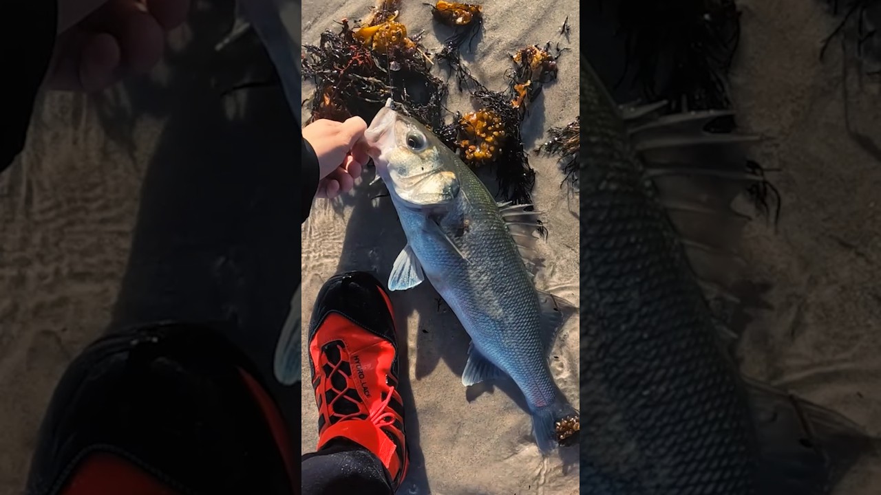 Mis 3 colores favoritos en efectividad de Raglou Hybrid! Cual es tu color m&aacute;s efectivo? #pescadores