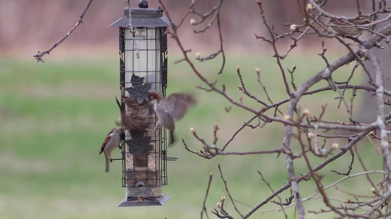 2026 #RELAXTATION - The ORIGINAL Channel -Afternoon Cute Noisy BIRDS Feed - Stunning HD #noads #noai