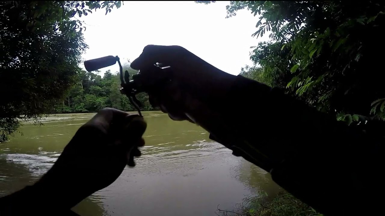 hampala barb #3