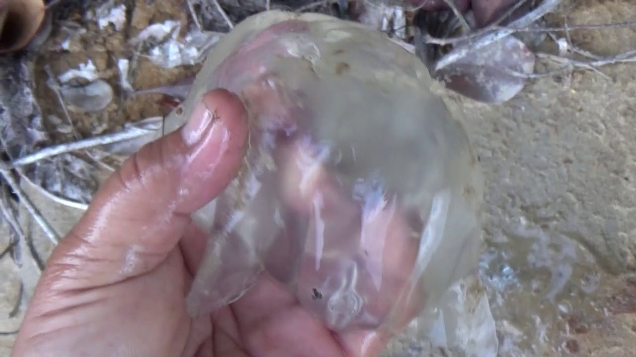 VENOMOUS BOX JELLYFISH. Catching & Eating