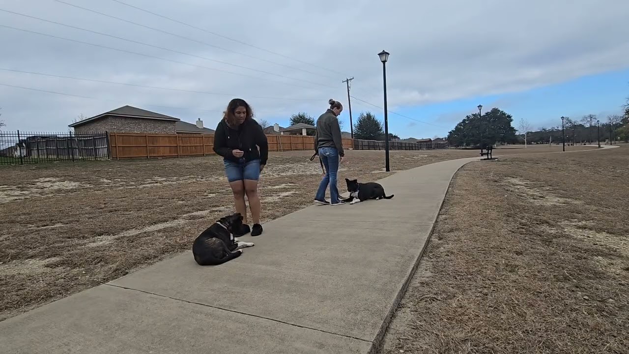 Bonnie & Clyde: Park Obedience and People Exposure