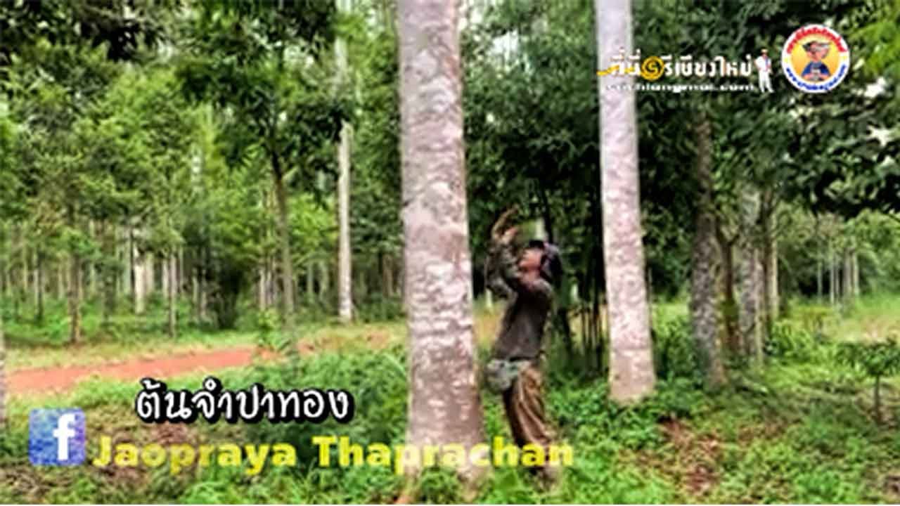 EP 5 ต้นจำปาทอง