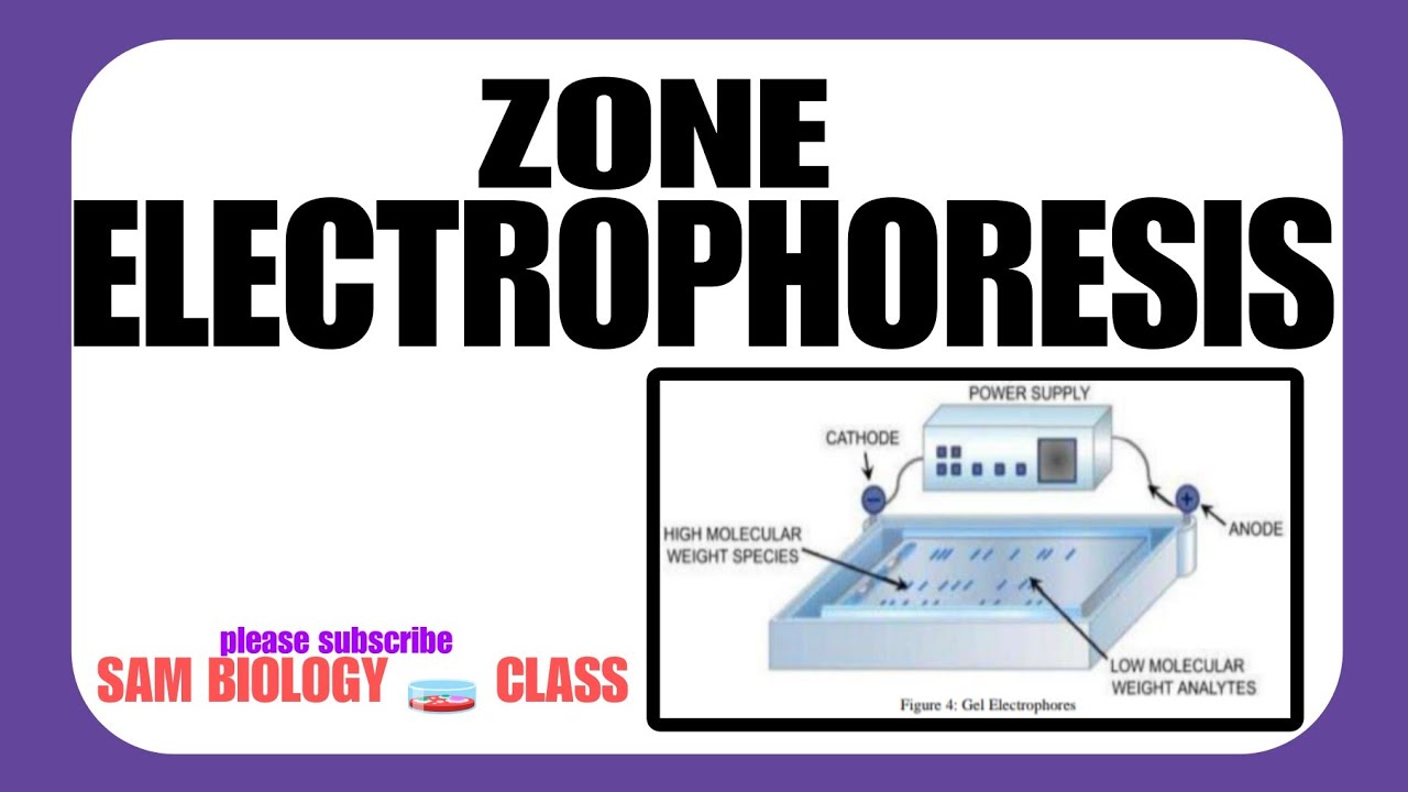 ZONE ELECTROPHORESIS @SAM BIOLOGY 🧫 CLASS.