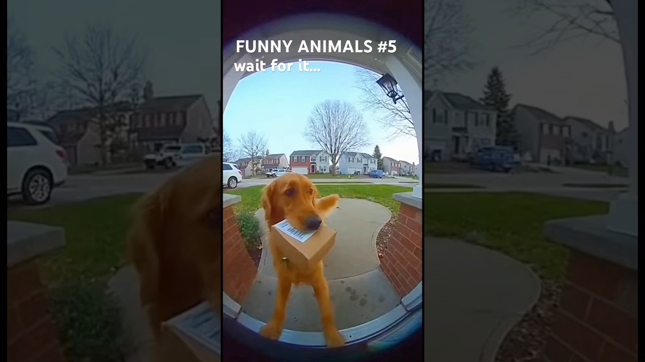 FUNNY ANIMALS | wait… WHAT?!