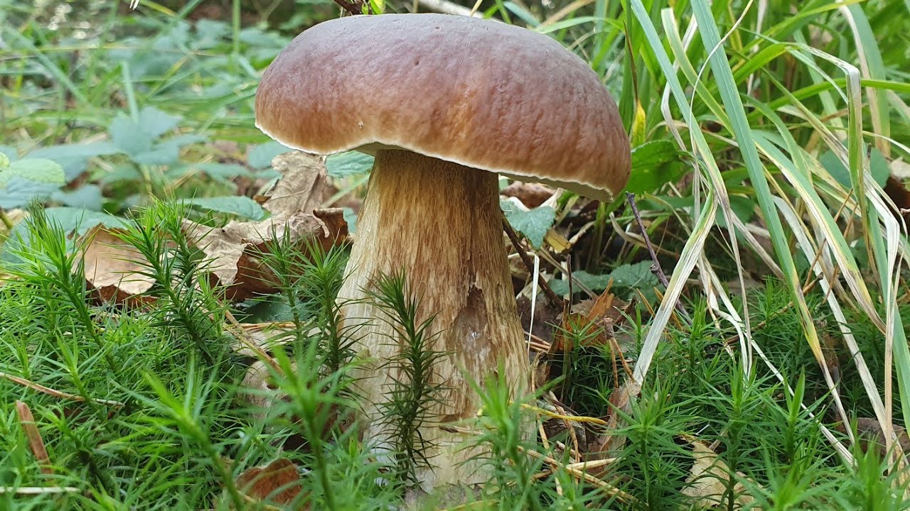 Cèpes : Père et Fils ❤ le 11/10/21 .
