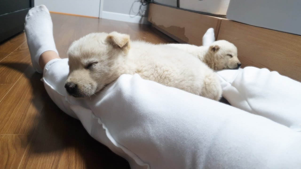 새끼강아지를 주웠어요 / 유기견 댕줍🐾 / 심장폭행하는 시고르자브종 /  We found a stray baby dog.