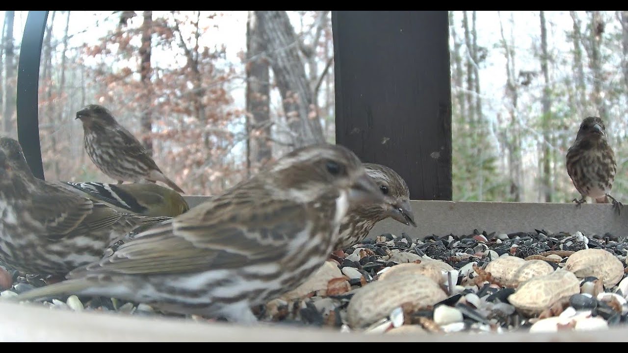 Streaming LIVE ** BIrds on the Bluff Feeding Platform Camera ** 1/11/2026