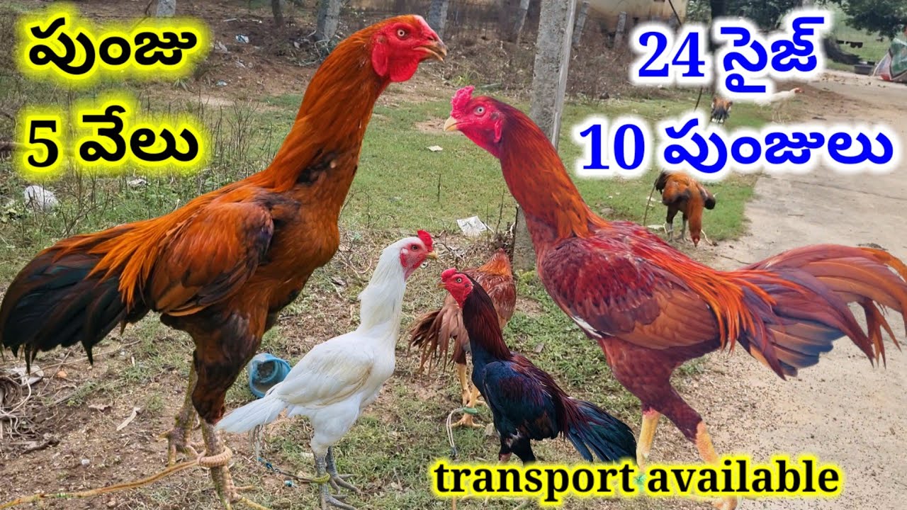 డబల్ బాడీ భారీ సైజ్ పుంజులు transport available #aseel #market #poultry alikhan aseel farm