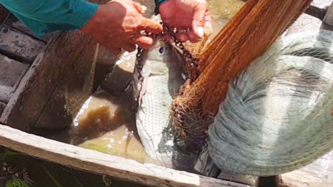Amazing Net Fishing in Cambodia (1Kg) - Cast Nets Fishing Big Catch Fish - Cambodia Net Fishing