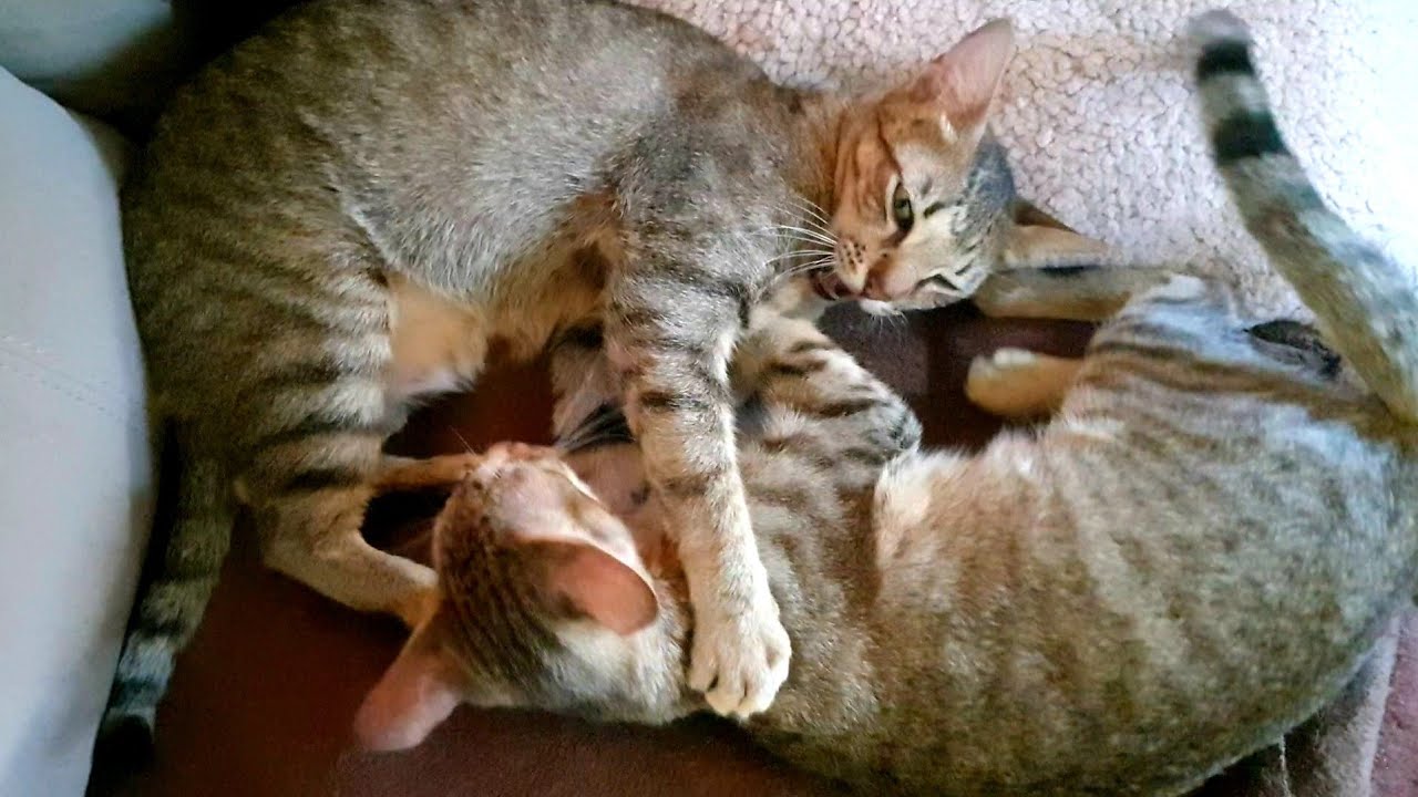 Kitten and Mom cat kicking each other! Mom said (no more milk)!