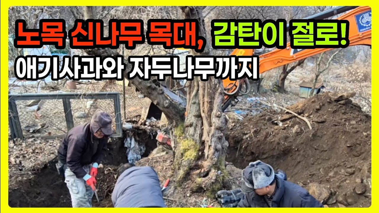 단풍나무과의 신나무, 그리고 목대와 수형 좋은 애기사과 작업 에피소드 #나무꾼님사랑 #특수목 #조경수 #단풍나무 #꽃사과