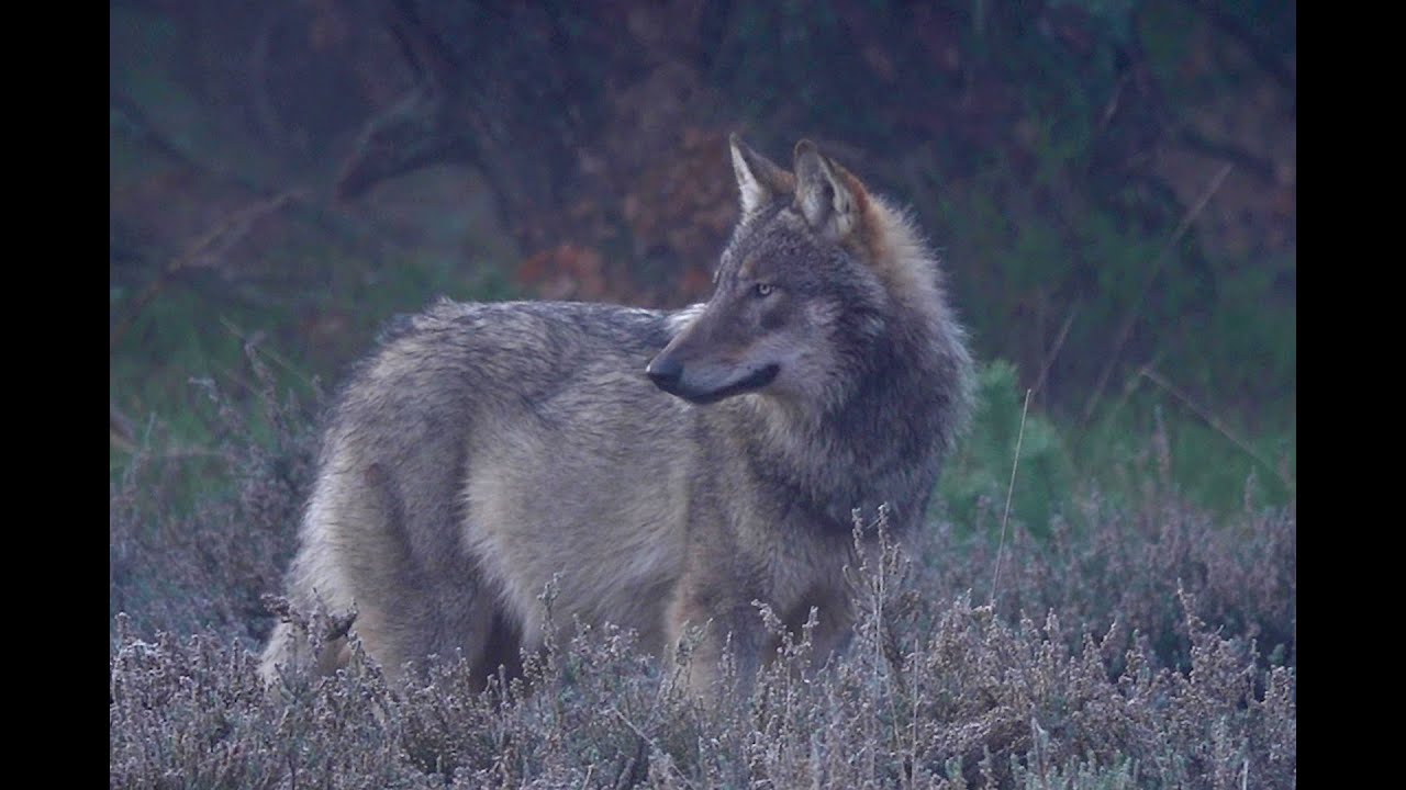 Wolf Canis lupus