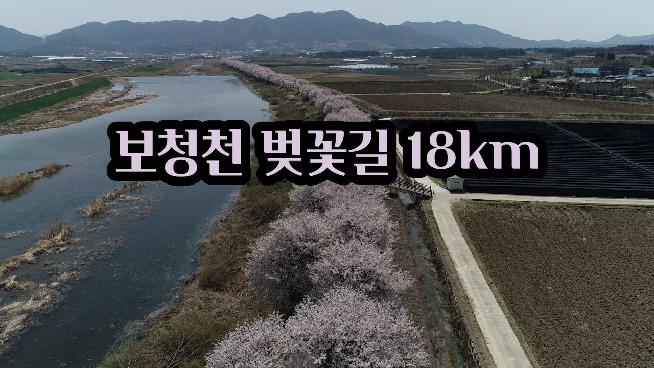 보은 보청천 벚꽃길 18km 풀코스