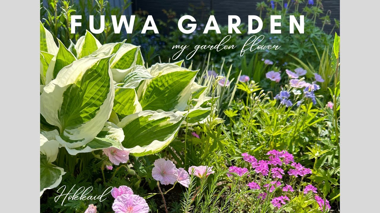宿根草メインの庭の花 // hokkaido // june //2024年6月10日