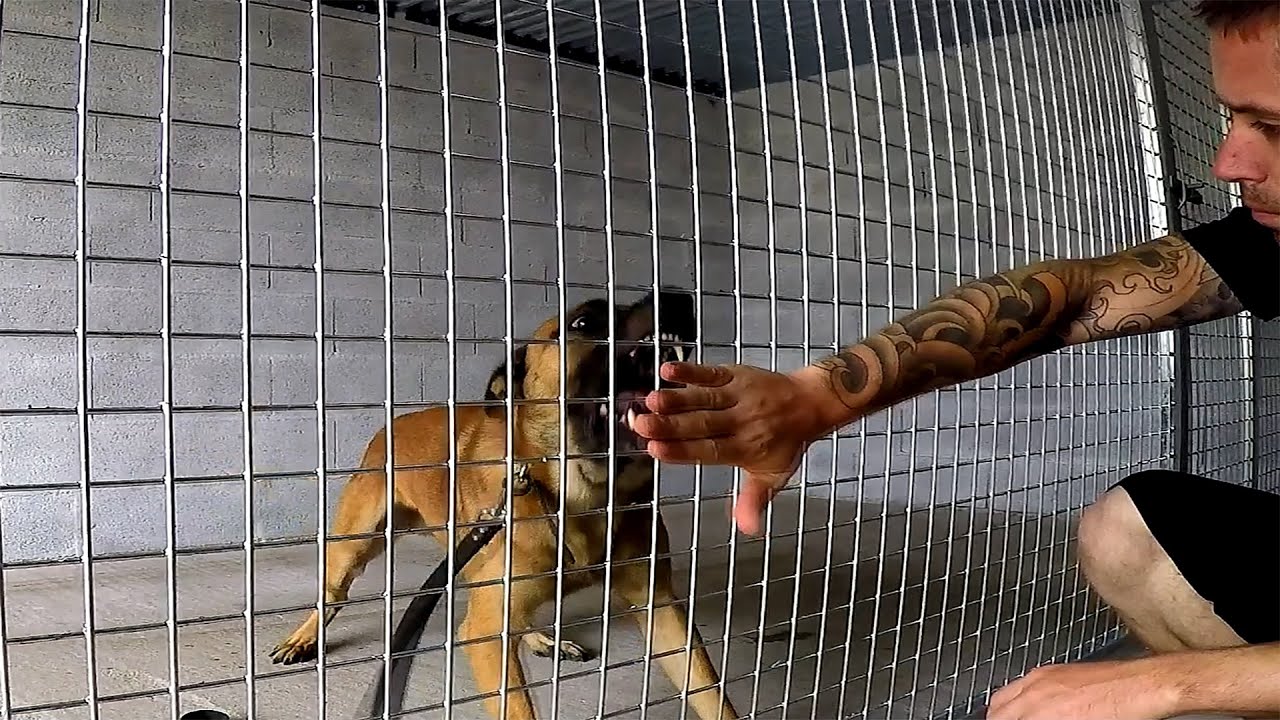 MALINOIS MORDEUR HUMAINS / PRISE DE CONTROLE DIFFICILE / &Eacute;DUCATION CANINE L'ACADEMIE DES CHIENS