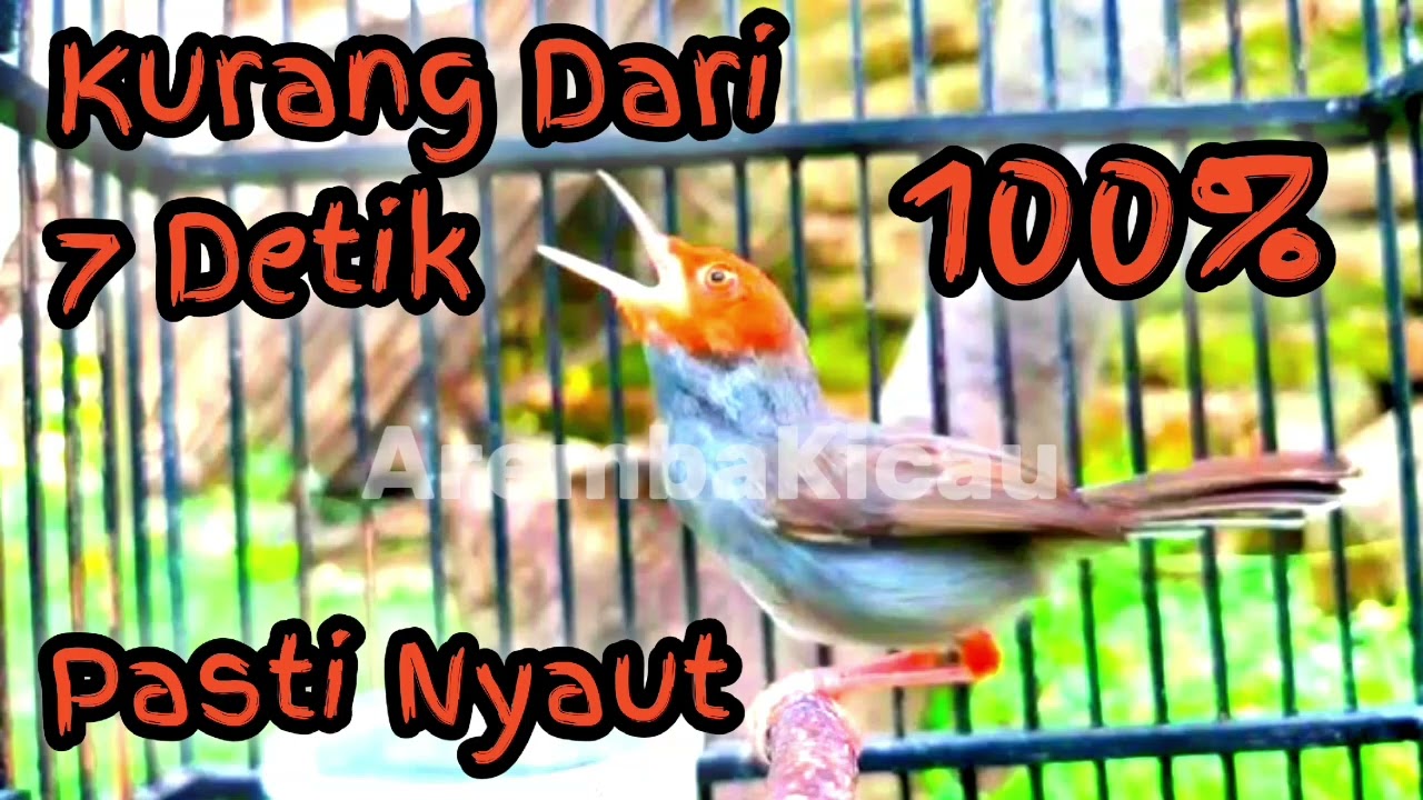 Pancingan Suara Burung Prenjak Kepala Merah Sangat Ampuh Buat Masteran