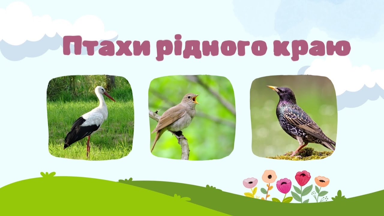 Природний світ. Тема. Птахи рідного краю. Старша група.