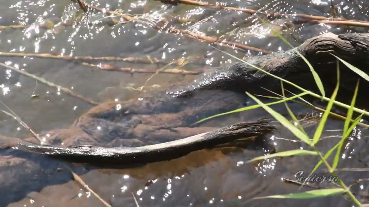 Nan River Flowing 5