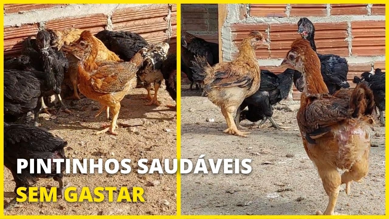 O SEGREDO que não te contam para Criar PINTINHOS SAUDÁVEIS