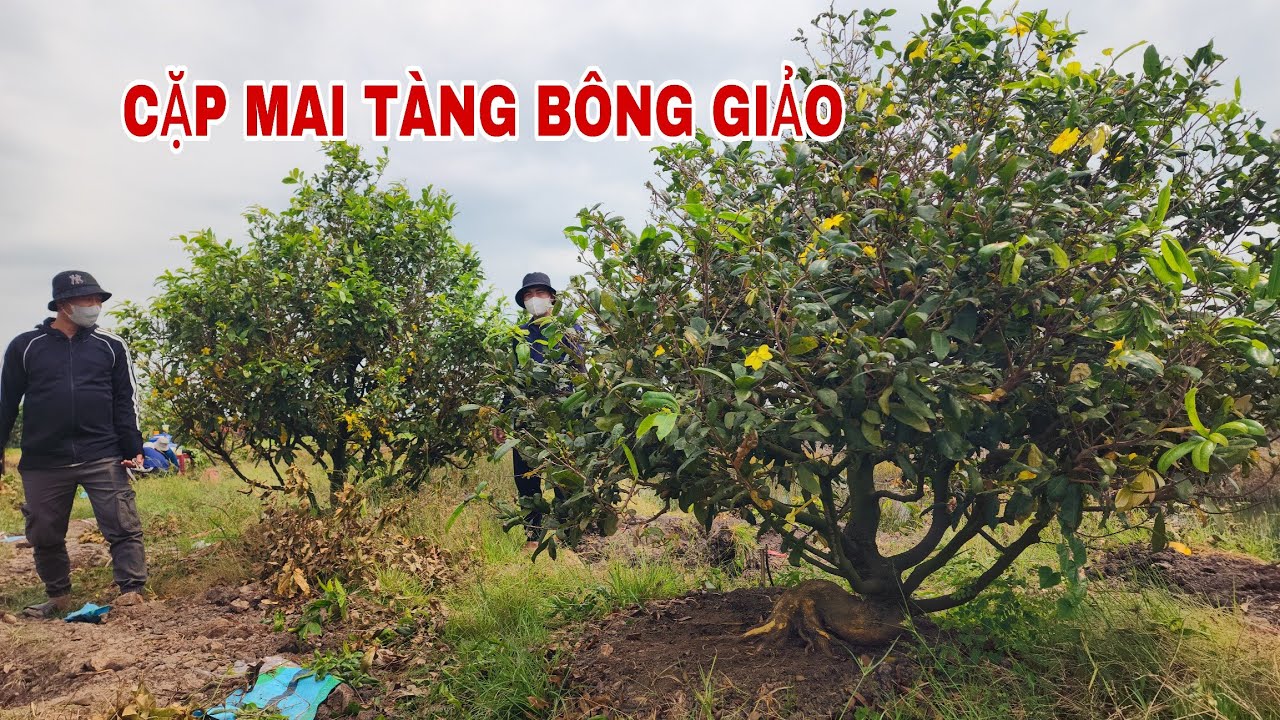 Cặp mai tàng bông bao đẹp dáng thú ☎0907813169