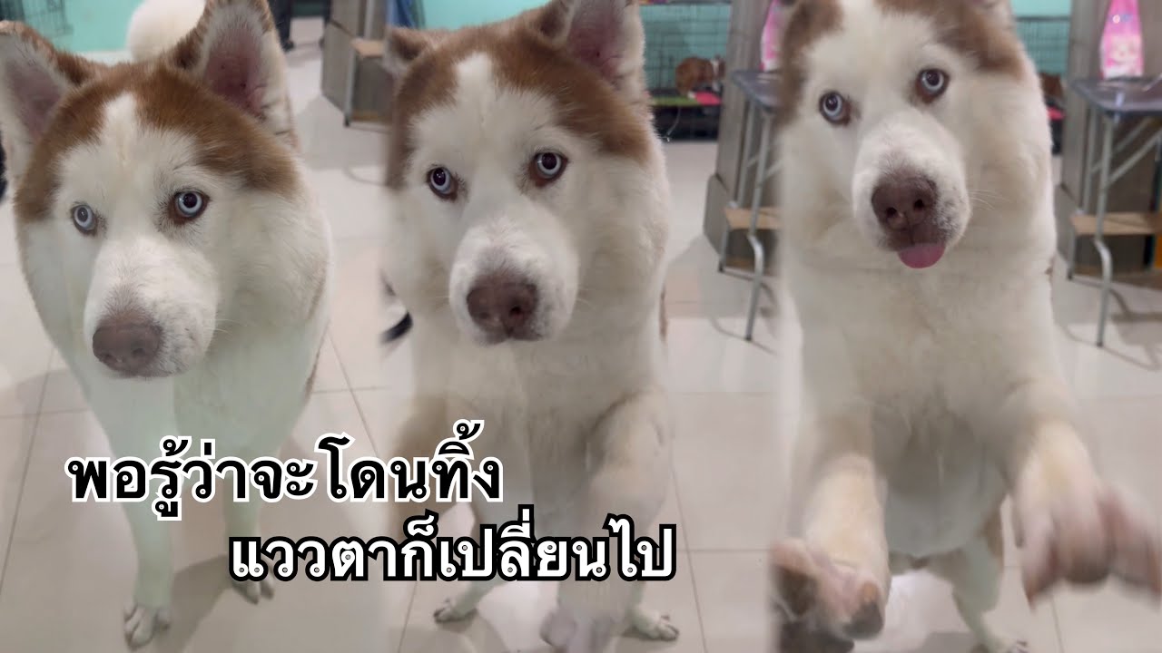 ไปเสริมหล่อตัดขนให้สมกับเป็นเศษเล็บลุ่มแม่น้ำโขง