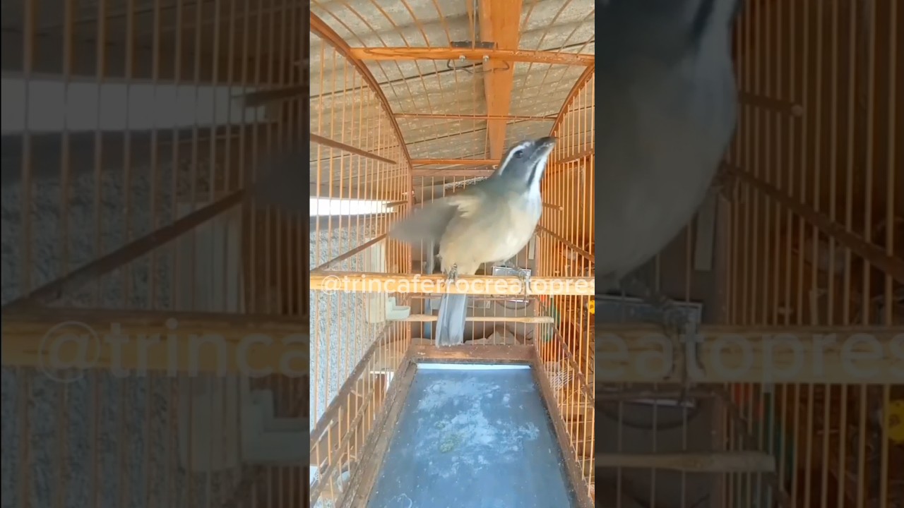 ESTIMULAR TRINCA-FERRO CANTANDO CANTO DE CHUVA! MACHEADO PRA F&Ecirc;MEA #shorts
