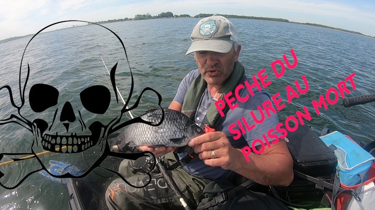 PECHE du SILURE au poisson MORT au LIVESCOPE GARMIN