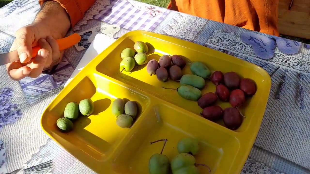7 soiuri de minikiwi   culori si arome diferite