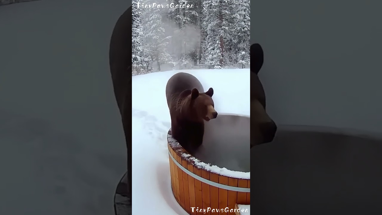 Bear Tries the Hot Tub and Immediately Regrets It 🐻💦😅💨