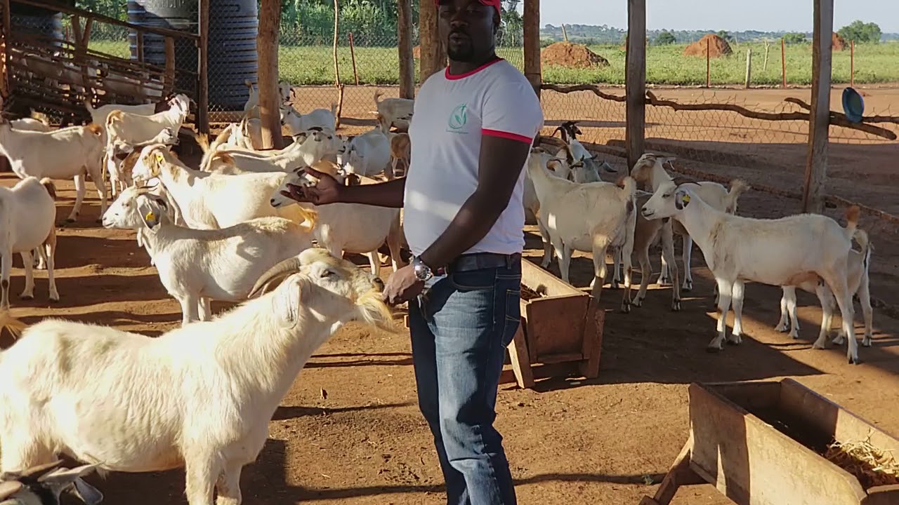 Zero grazing project