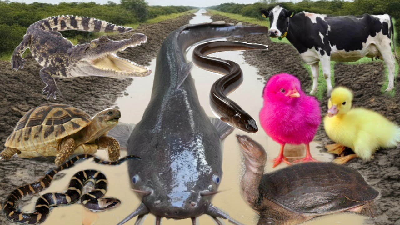 Wow Amazing! Menangkap ikan lele besar, belut, ikan toman, bebek, ayam, musang, sapi, kura-kura