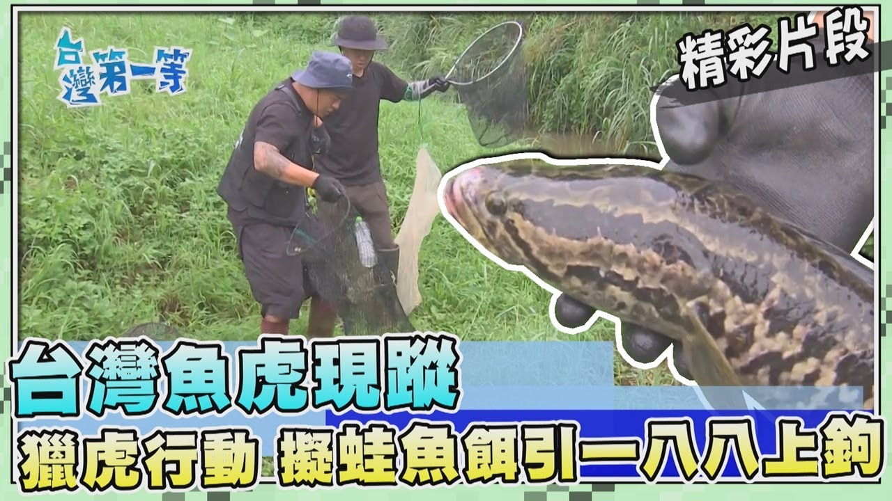 台灣第一等【水溝之王台灣魚虎現蹤 蛙魚做餌對決台雷一八八（楠仔溝釣188）】_509集精選版