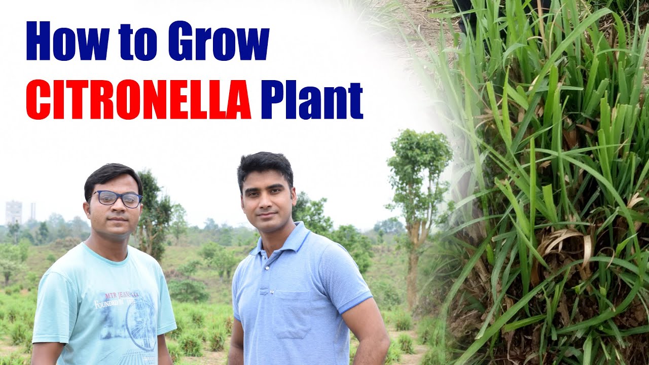 Citronella - How it  is grown | How to Grow Citronella Plant | Mosquito Repellant | Essence & Vlog