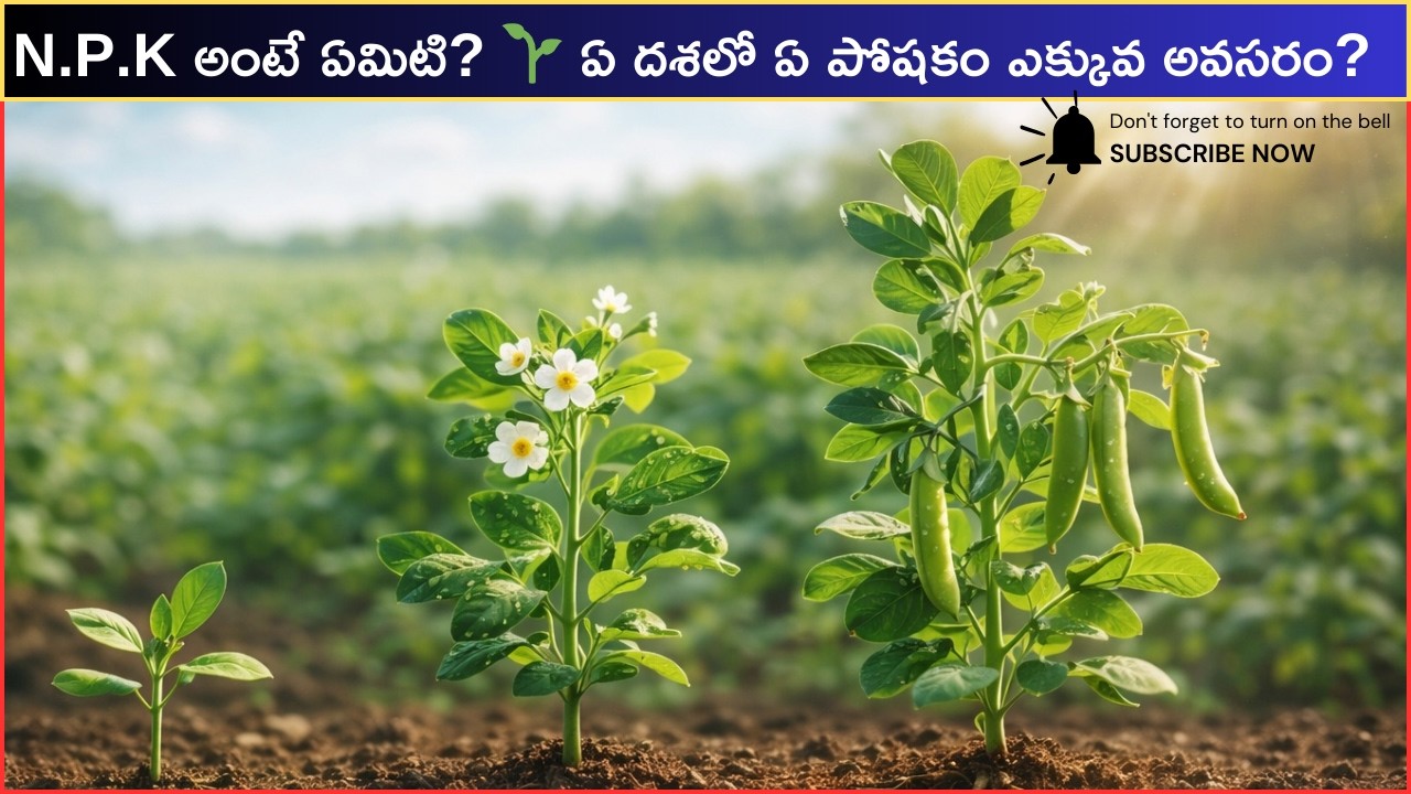 N.P.K అంటే ఏమిటి? 🌱 ఏ దశలో ఏ పోషకం ఎక్కువ అవసరం? | రైతులకు పూర్తి వివరాలు|#urea #agriculture