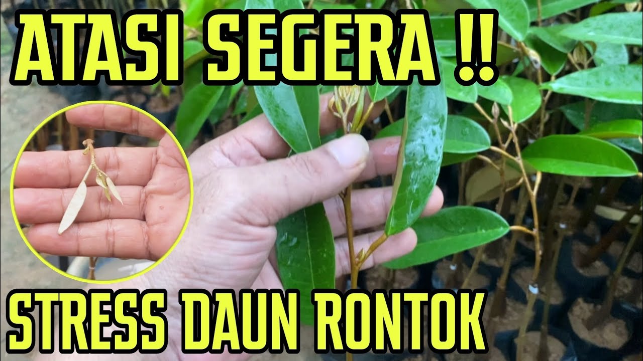 SEGERA ‼️ TINDAK LANJUTI. BIBIT DURIAN STRESS DAUN RONTOK PASCA PENGIRIMAN LAMA