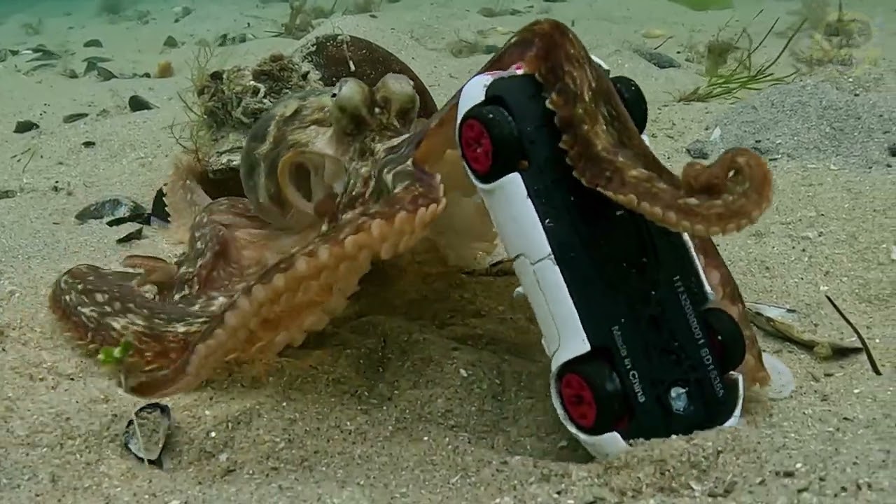 Octopus deals with badly parked car.