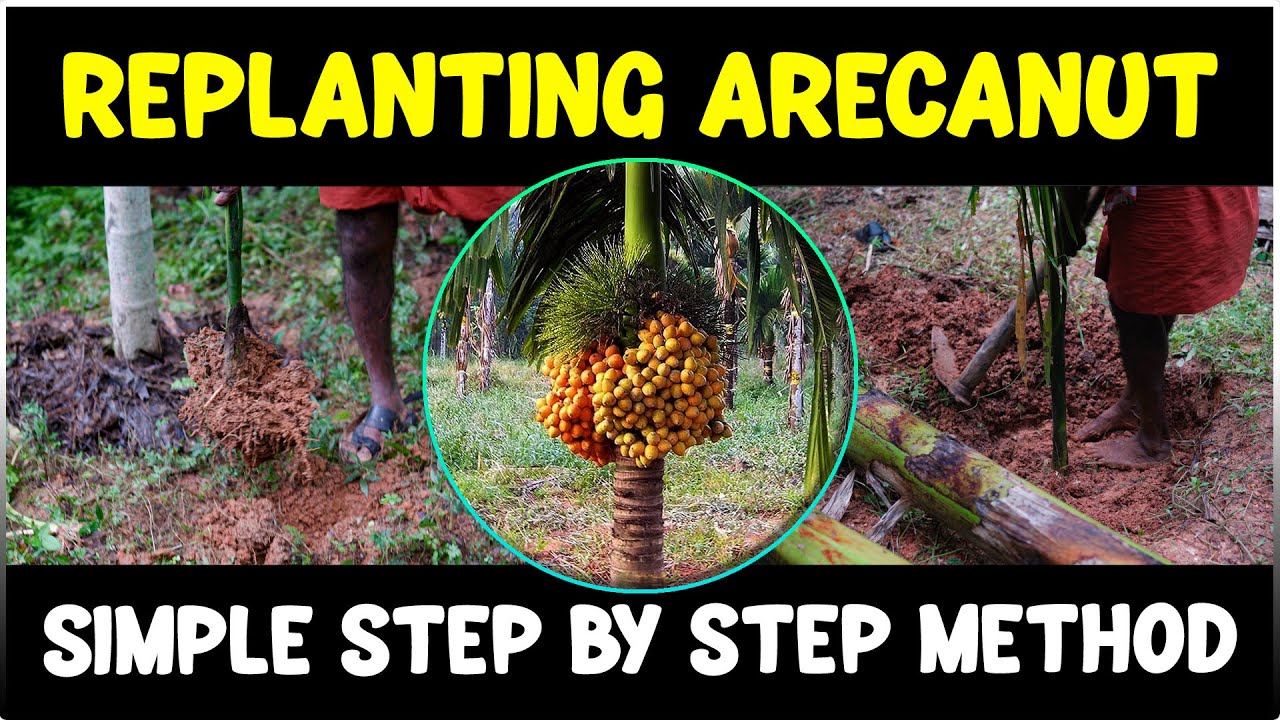 Replanting Arecanut Plant Like a PRO | Betel Nut Farming