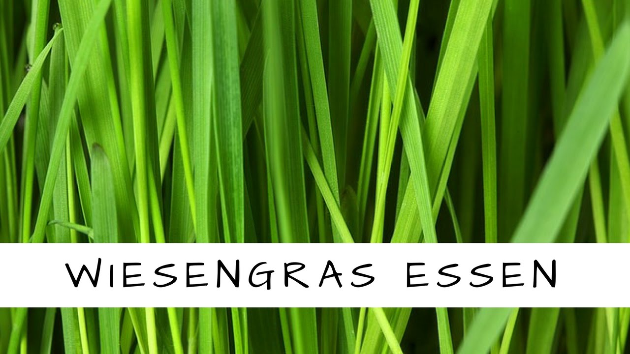 Essbares Wiesengras/ S&uuml;&szlig;gras - kostenlos und frisch in der Natur