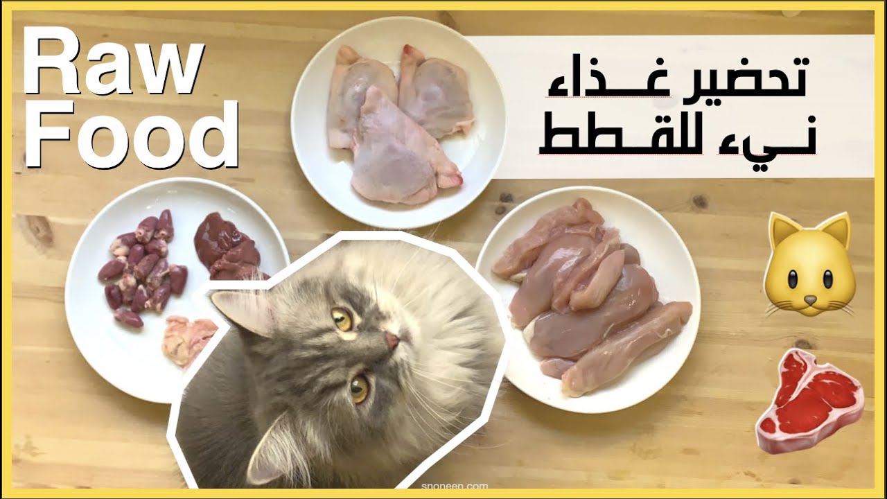 ڤلوق: تحضير غذاء نيء للقطط  | Vlog: Raw Food Recipe for Cats 🐱🥩